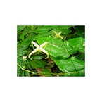 Epimedium extract powder