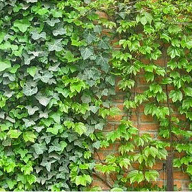 Ivy leaf extract ,ivy extract ,Hedera Helix Extract 