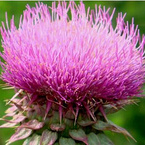 Milk thistle extract