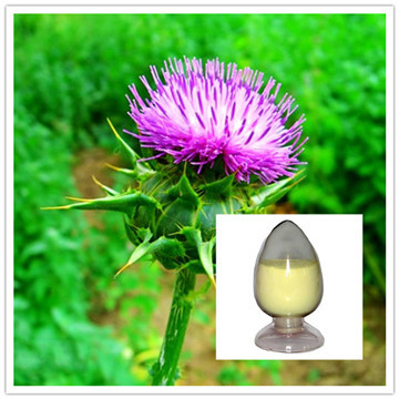 Milk Thistle Extract Silymarin