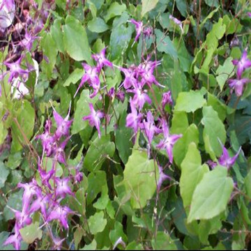 Epimedium Extract