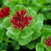 Rhodiola rosea extract