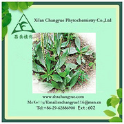 Top Quality Plantain Herb Extract Powder