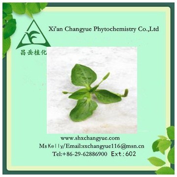 Factory Supply Natural Plantain Herb Extract 