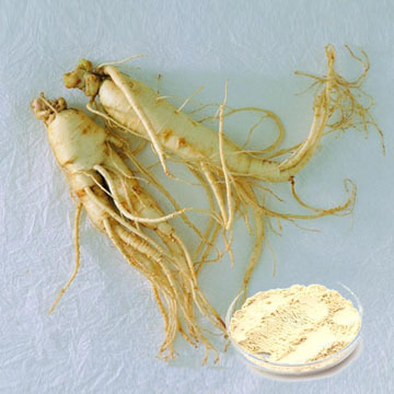 panax ginseng extract powder 80% Ginsenoside