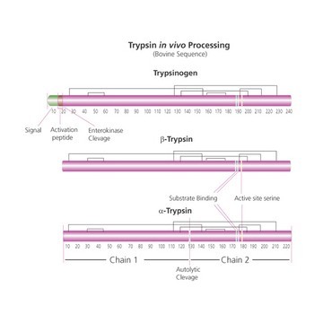 Trypsin