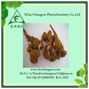 Gold supplier white atractylodes extract 