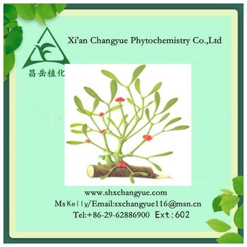 Top Quality Chinese Taxillus Herb Extract 