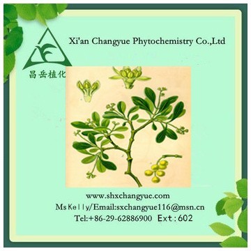Hot Selling Chinese Taxillus Herb Extract 