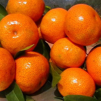 Natural Bitter Orange Extract Hesperidin 98% HPLC 