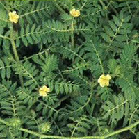 Free Sample Natural Plant Extract Saponins 20-90% Tribulus Terrestris Extract 