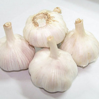 Natural Allicin 0.3%-1% Alliin 5% Garlic Extract 