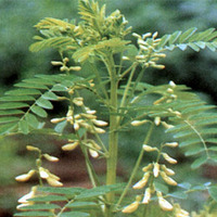 Astragalus Extract /Polysaccharides:30%-95% Astragaloside:5%-98% 
