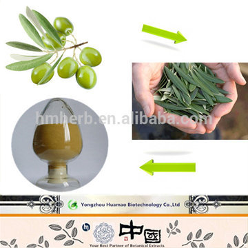 Olive Leaf Extract 10% Hydroxytyrosol