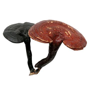 reishi; Ganoderma lucidum;Lingzhi;reishi extract;Ganoderma lucidum extract 