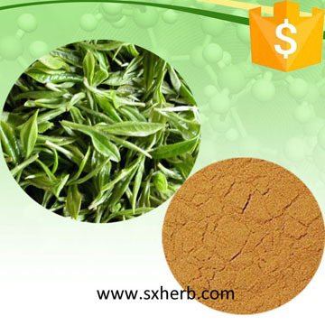 All natural Green tea extract powder(20%-98% tea polyphenols)