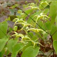 Epimedium Extract100%Factory supply 100% high quality,hot saling,low price,pure extract