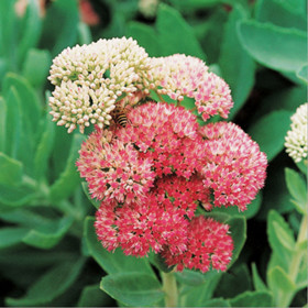  Rhodiola Rosea extract powder