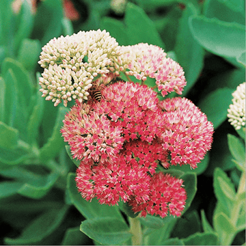   hot saling Rhodiola Rosea extract