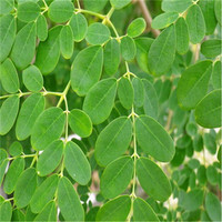  GMP Factory supply hot sale Natural Plant Moringa Extract high quality powder5%-50%