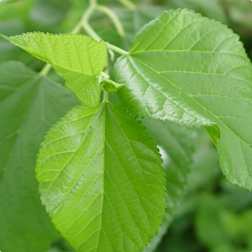 Stevia extract powder