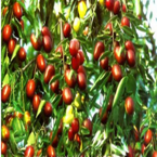  Jujube extract powder