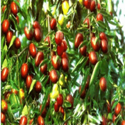  Jujube extract powder