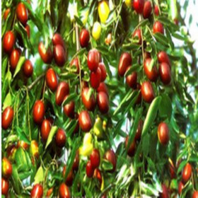  Jujube extract powder