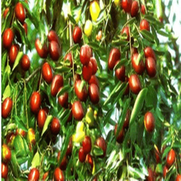  Jujube extract