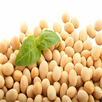 Factory supply   hot saling soy bean,Soy Isoflavones