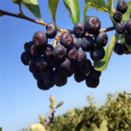   Factory supply hot saling Aronia Berry Extract