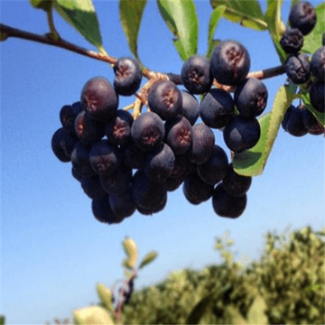   hot saling Aronia Berry Extract