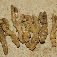 Coptis Root Extract Berberine 