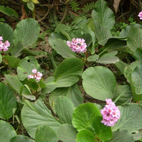 Natural Bergenia Crassifolia Extract 98% Bergenin 