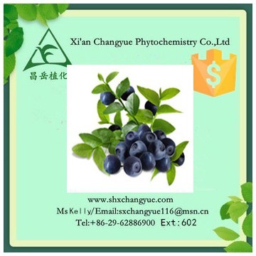 Top quality blueberry extract powder