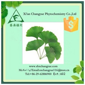 Gold Supplier Ginkgo Biloba Extract 