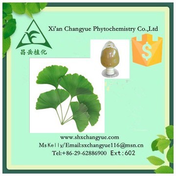  Hot Selling Ginkgo Biloba Extract 