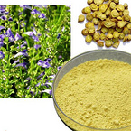 Scutellaria Baicalensis extract Baicalin 85% 90% HPLC