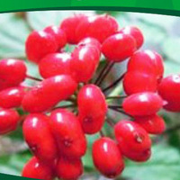 Ginseng Polypeptide