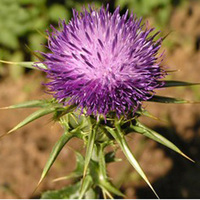 Milk Thistle Extract