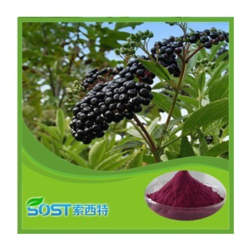 elderberry extract