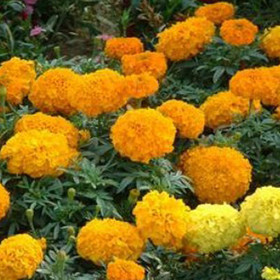 Marigold P.E.