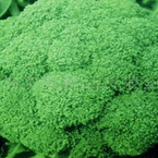 Broccoli Extract