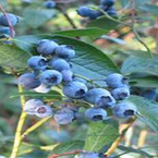 Blueberry P.E.