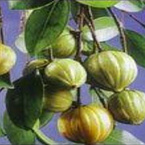 Garcinia Combogia P.E.