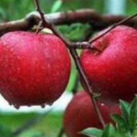 Apple Extract