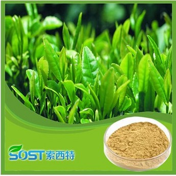 green tea extract