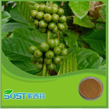  green coffee beans extract
