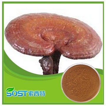 GMP factory supply pure Natural Ganoderma lucidum Extract