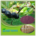 china wholesale hot new products for 2015 fruit powder acai berry wholesale